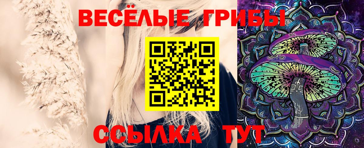 Черногорск  Галлюциногенные грибы Psilocybine cubensis  Вход с VPN 